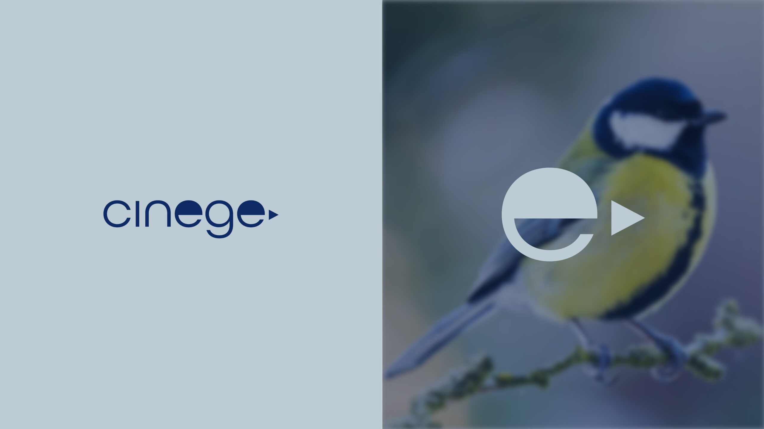 cinege (concept)